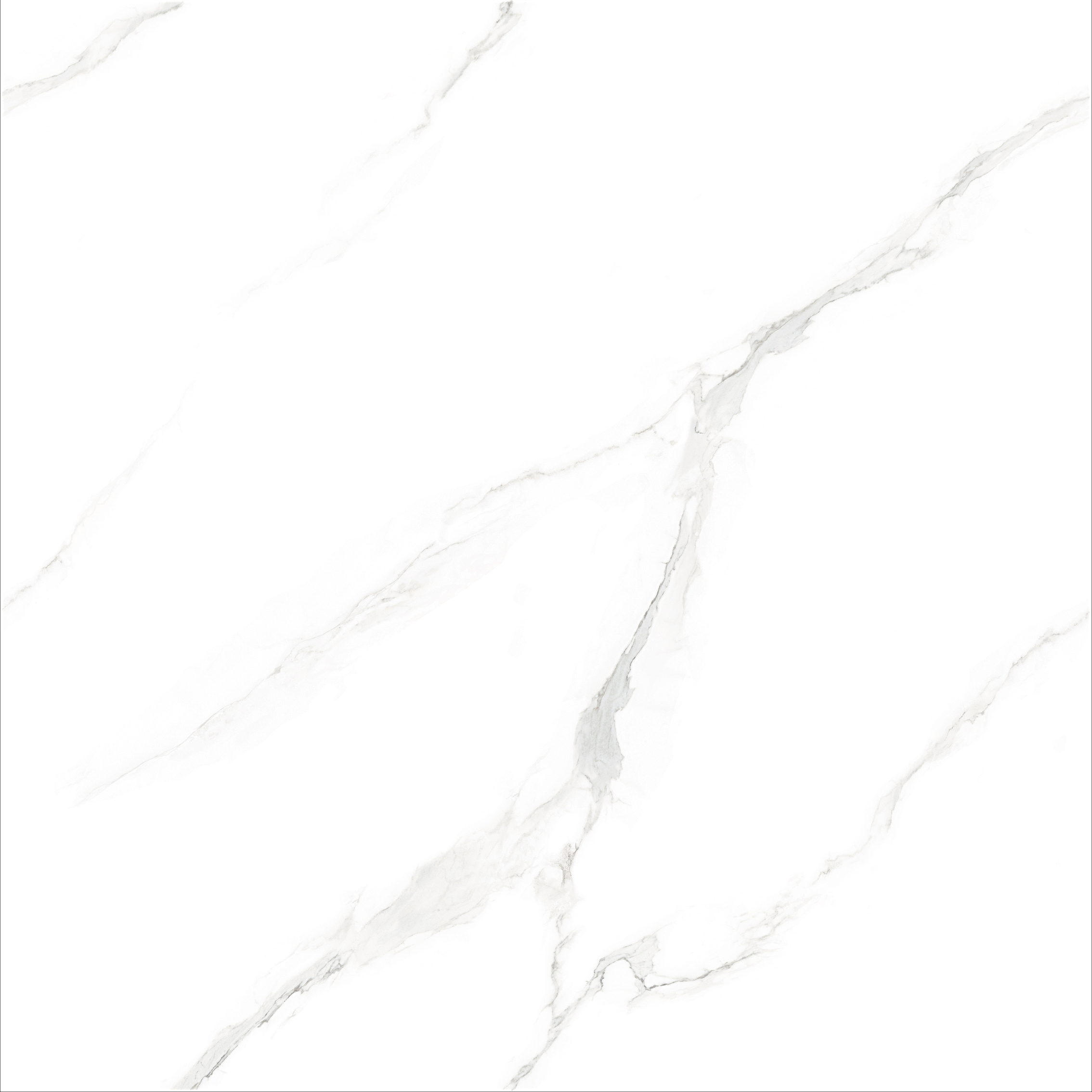 [連紋]FTB909021-W 女皇白